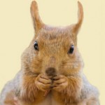 RESC_6110687-squirrel RESC_6110687-squirrel