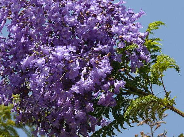 FernLeafJacaranda