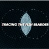 Tracing The Fish Bladder